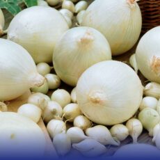 8718641999325 1 Onion Snowball.jpg